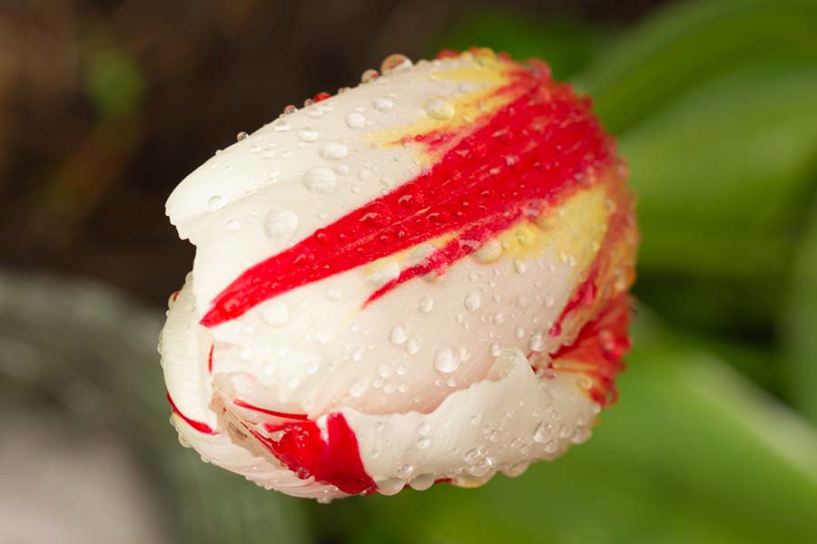 bloemen fotograaf enkhuizen