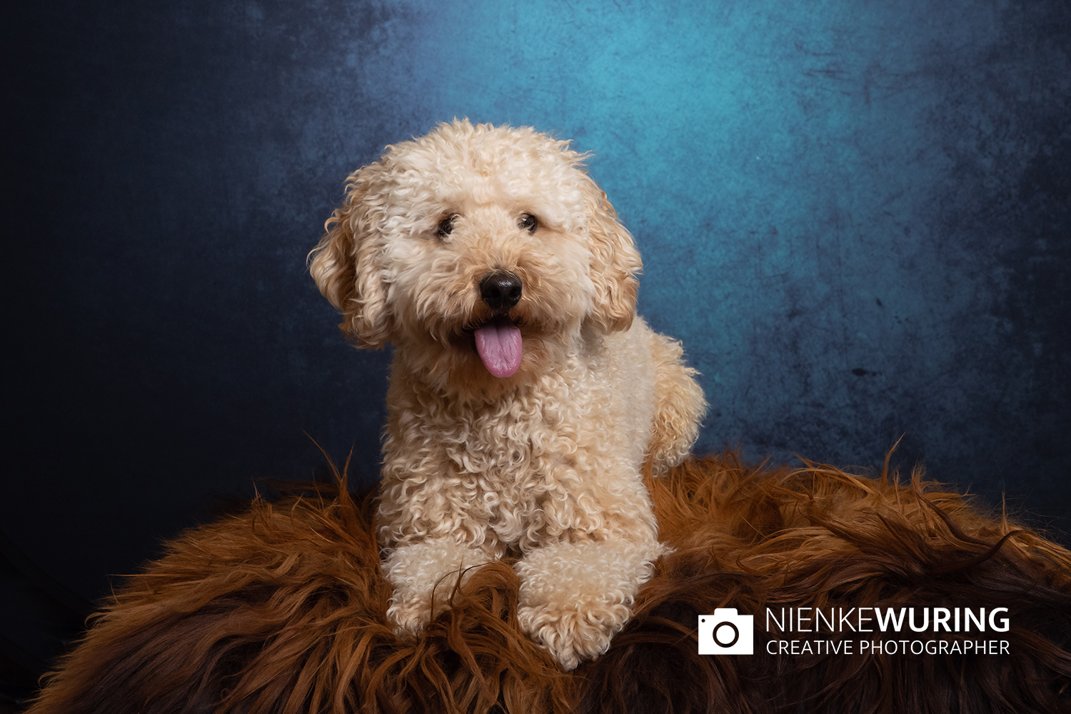 hondenfotografie fotograaf hond fotografie fotograaf enkhuizen