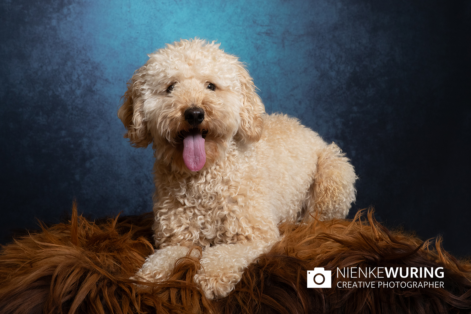 dierendag-fotoshoot-huisdier