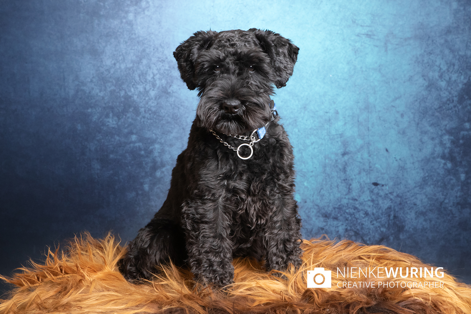 hondenfotografie fotograaf hond fotografie fotograaf enkhuizen