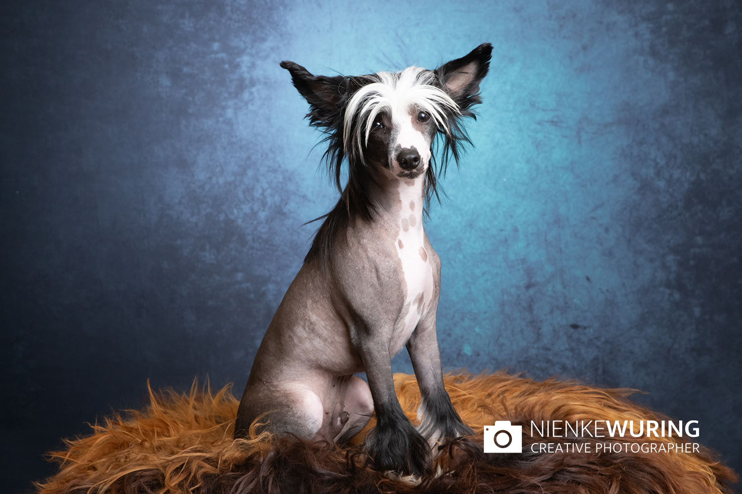 hondenfotografie fotograaf hond fotografie fotograaf enkhuizen