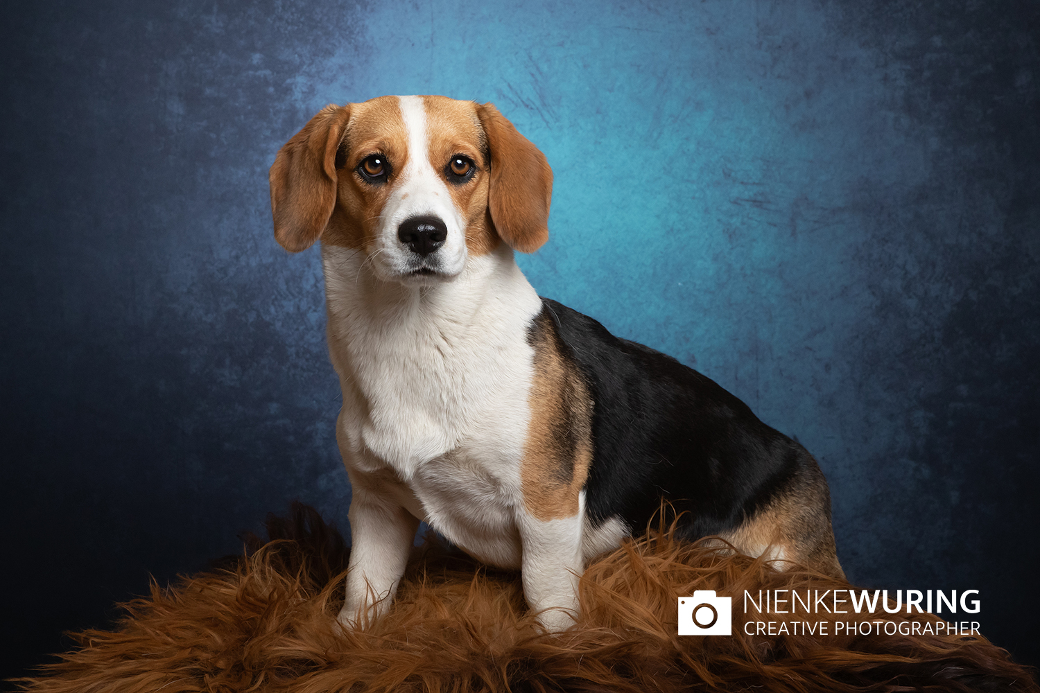 hondenfotografie fotograaf hond fotografie fotograaf enkhuizen