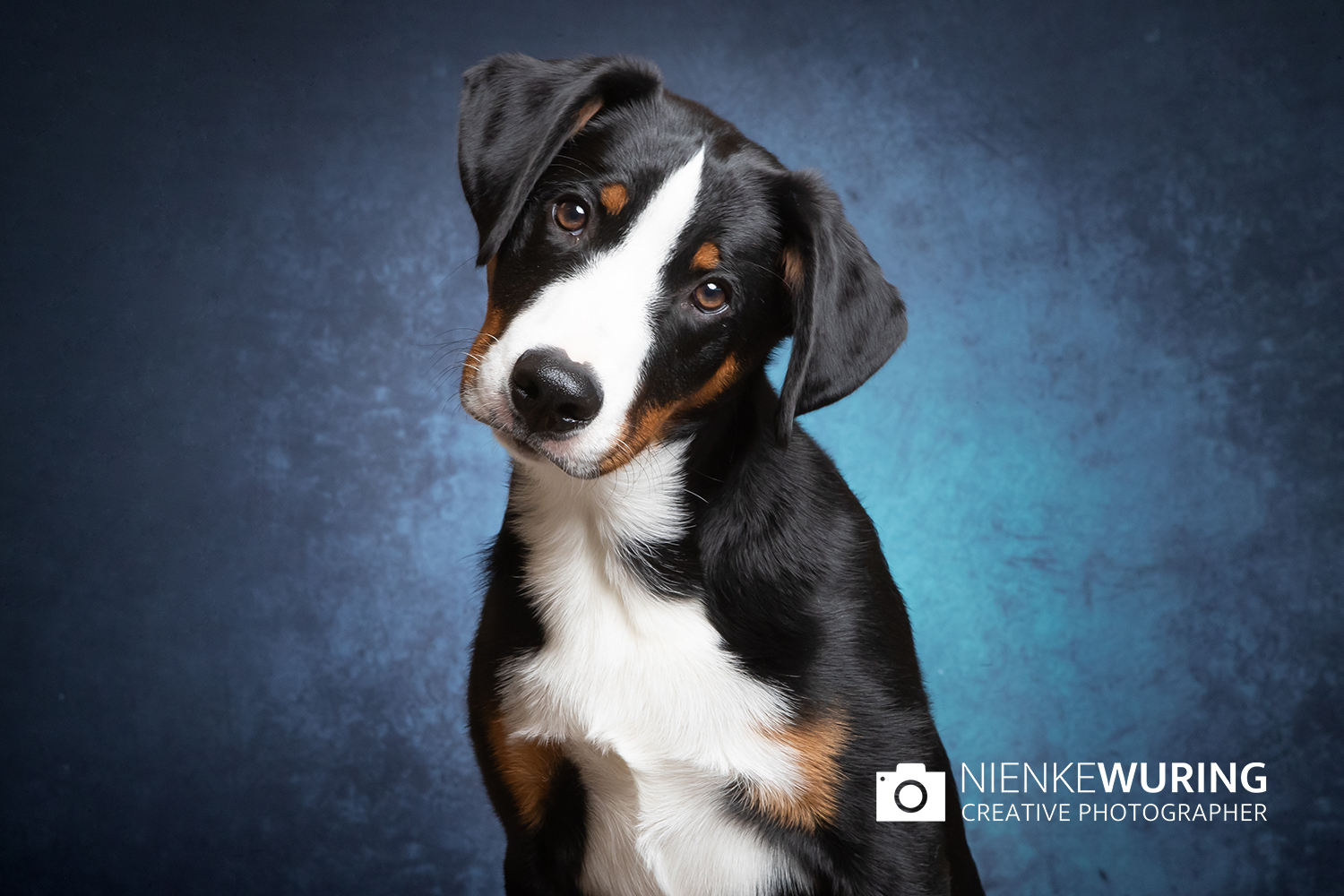 hondenfotografie fotograaf hond fotografie fotograaf enkhuizen