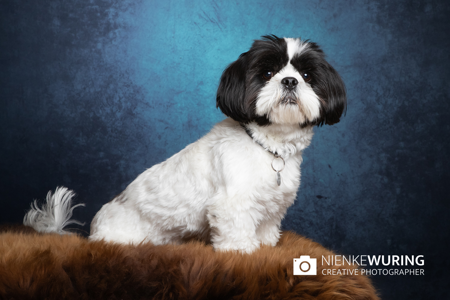 hondenfotografie fotograaf hond fotografie fotograaf enkhuizen
