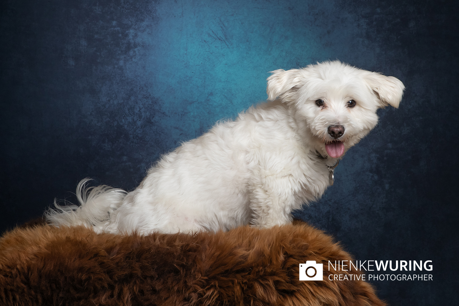 hondenfotografie fotograaf hond fotografie fotograaf enkhuizen