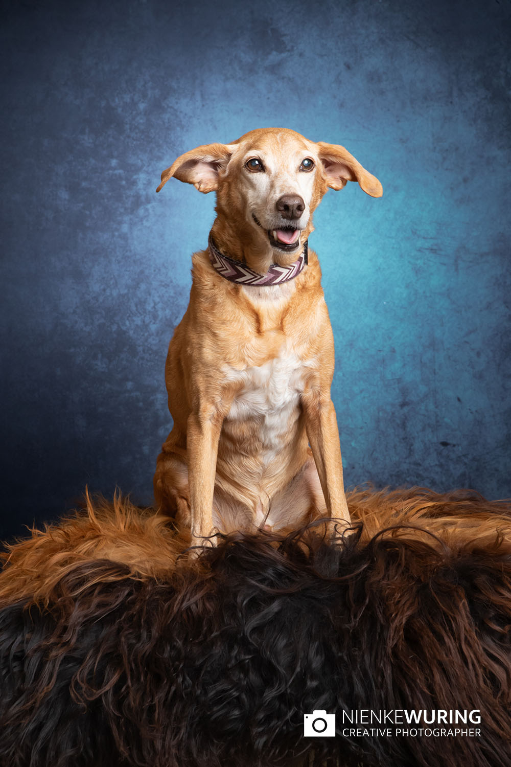 hondenfotografie fotograaf hond fotografie fotograaf enkhuizen