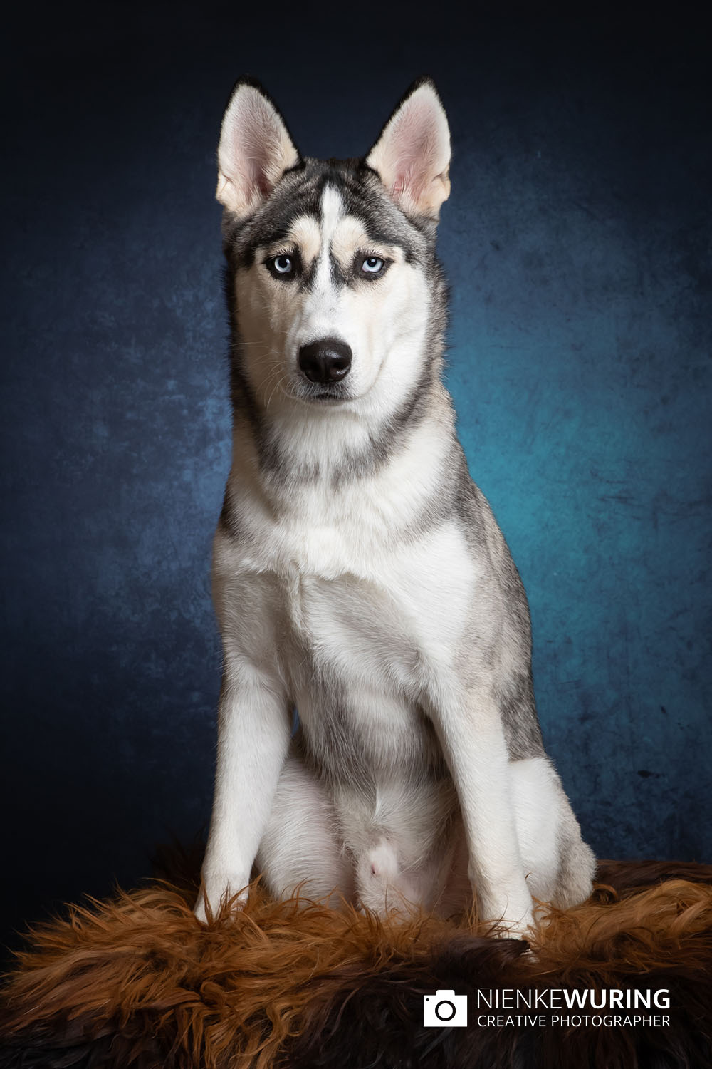 hondenfotografie fotograaf hond fotografie fotograaf enkhuizen